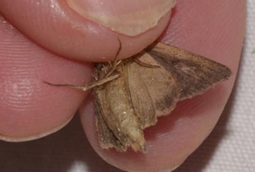 Archanara neurica